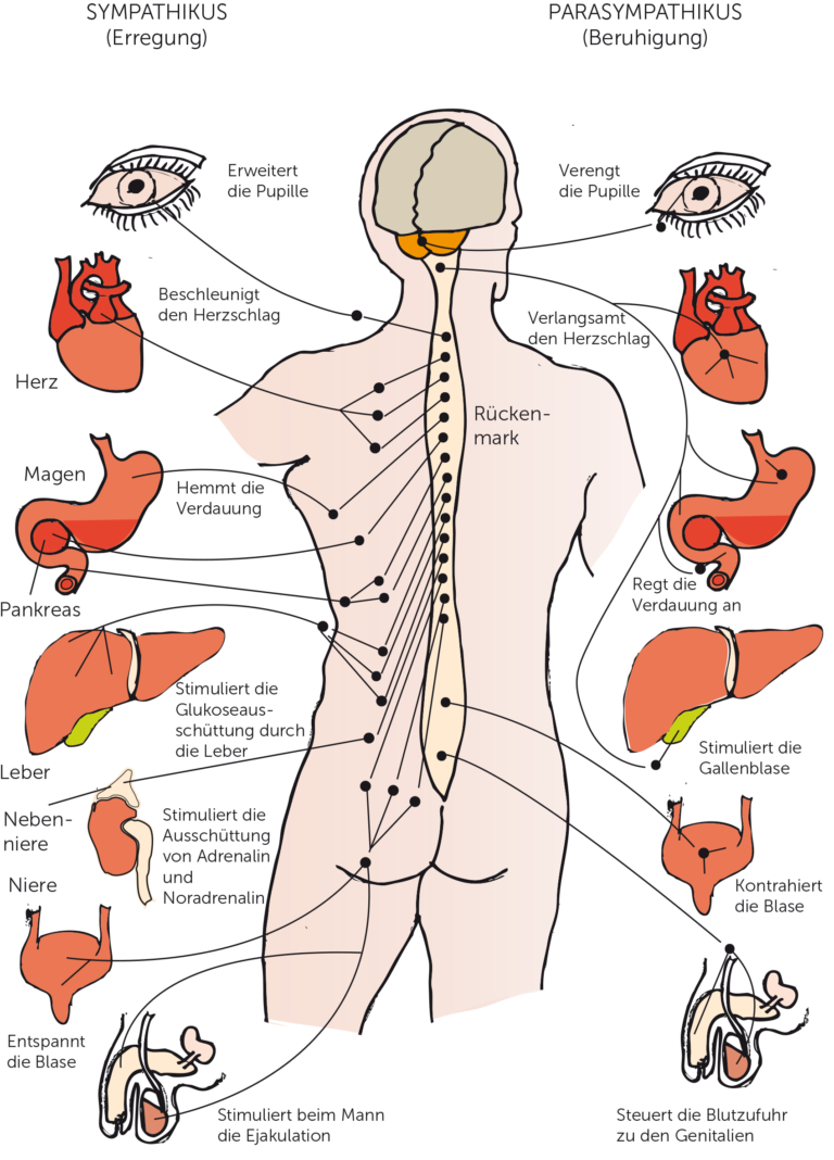 Das autonome Nervensystem besteht aus Sympathikus und Parasympathikus